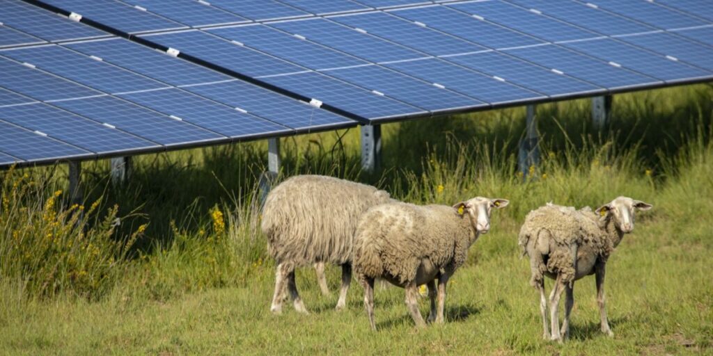 Solarpark, Schafe, Frankreich