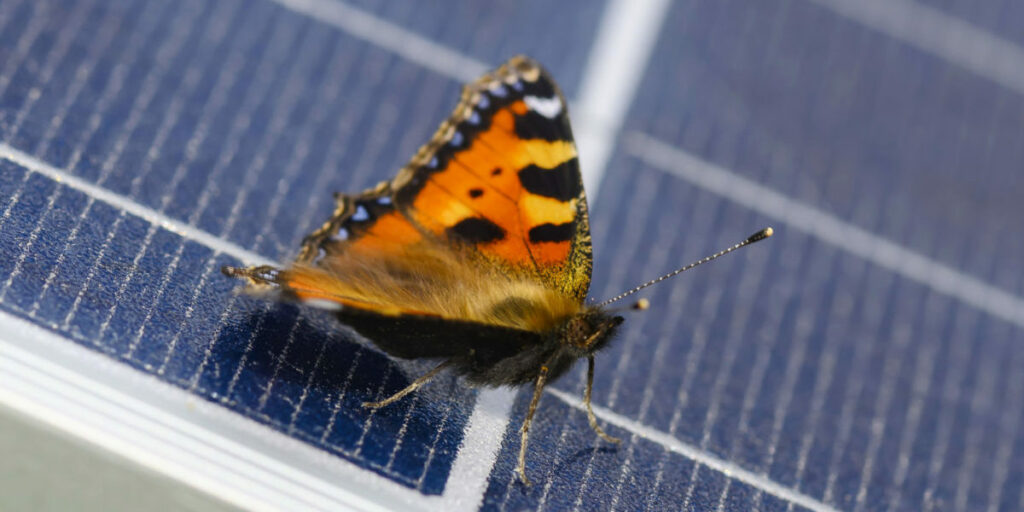 ARTIS-Uli Deck// 12.06.2021 EnBW, Solarpark Leutkirch, Fauna und Flora -ARTIS-ULI DECK, Werrabronner Strasse 19 D-76229 KARLSRUHE TEL: 0049 (0) 721-84 38 77 FAX: 0049 (0) 721 84 38 93 Mobil: 0049 (0) 172 7292636 E-Mail: deck@artis-foto.de www.artis-foto.de