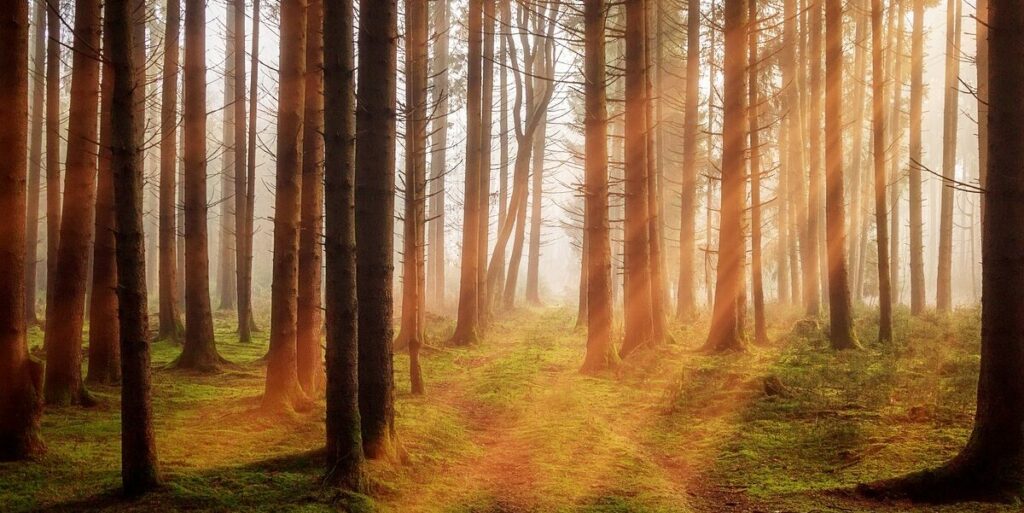 Wald, Sonnenstrahlen, Pixabay