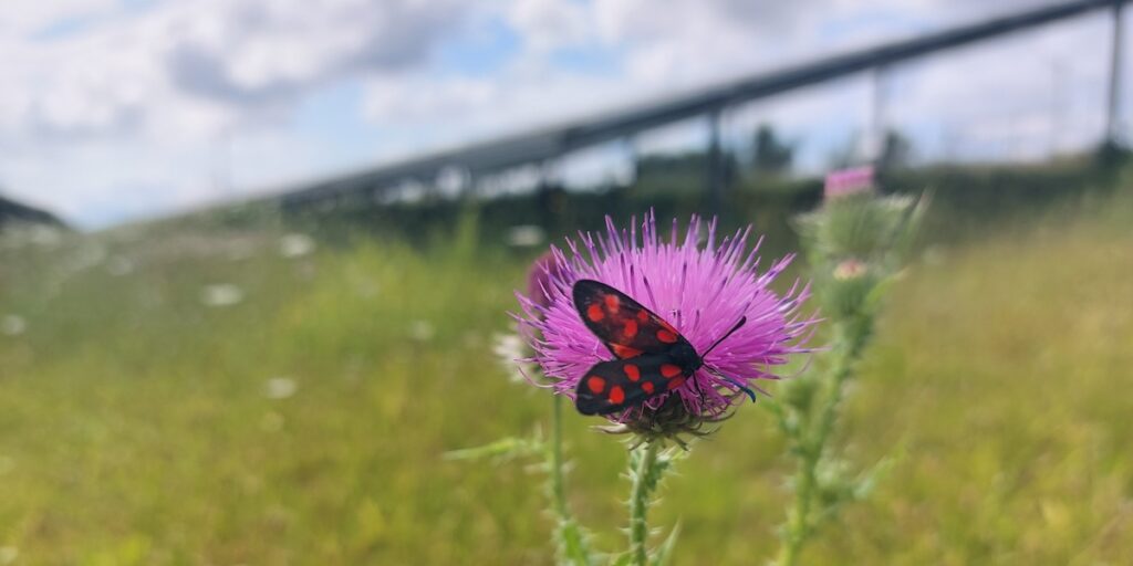 Solarpark, Biodiversität, Schmetterling (Falter, Rotwidderchen)