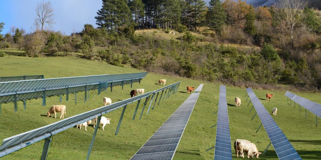 Bildmontage, Solarmodule, Weide, Befragung für Studie zur Akzeptanz von Agri-PV