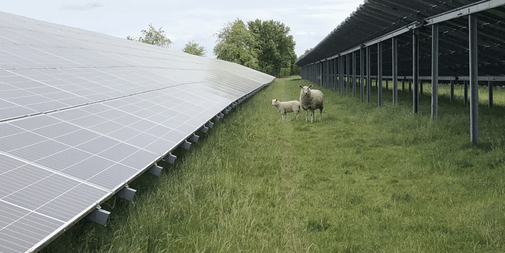 Schafe grasen im Solarpark fördern Biodiversität