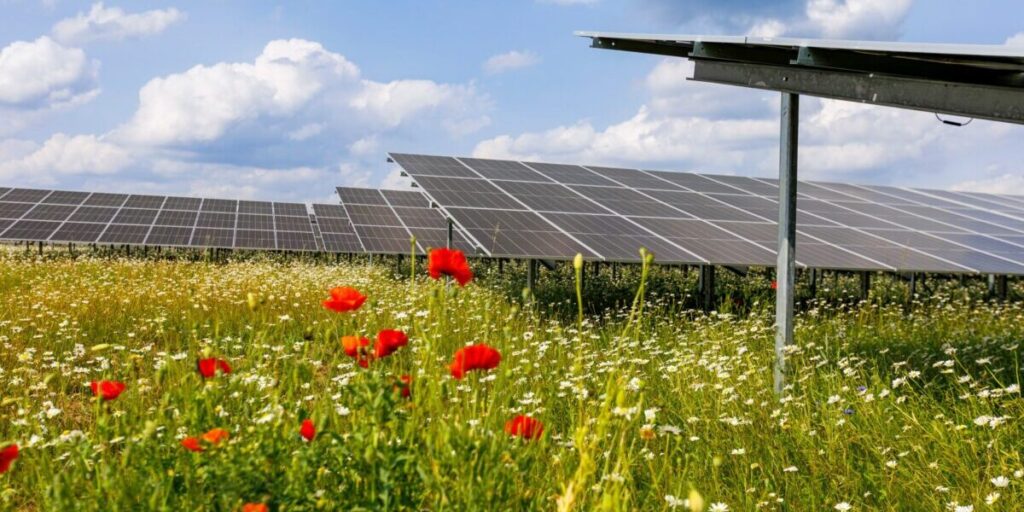 Belectric, Solarpark "Herleshof", 2025, Pflanzen
