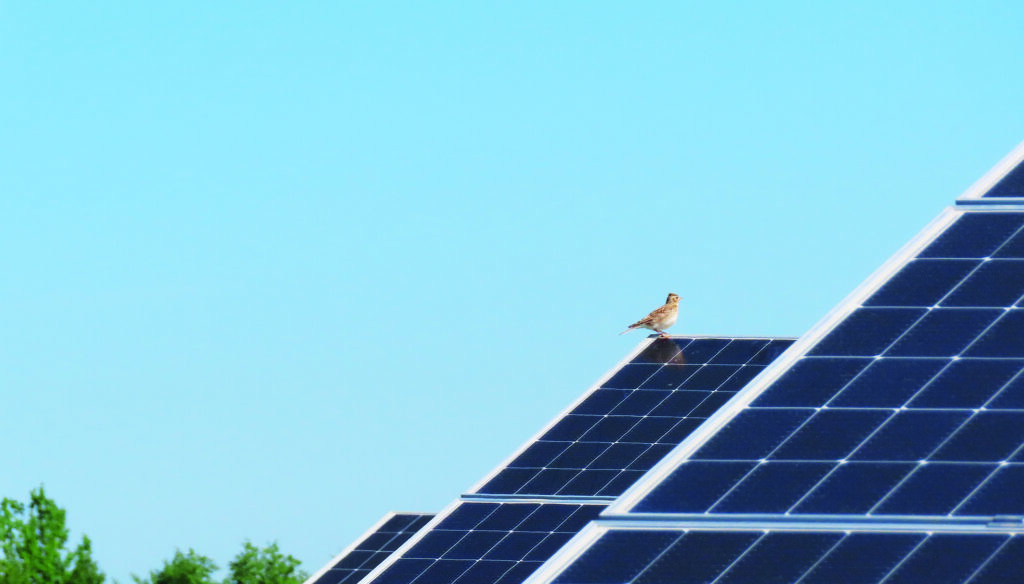 Feldlerche auf einem Solarmodul in Photovoltaik-Anlage von Enerparc