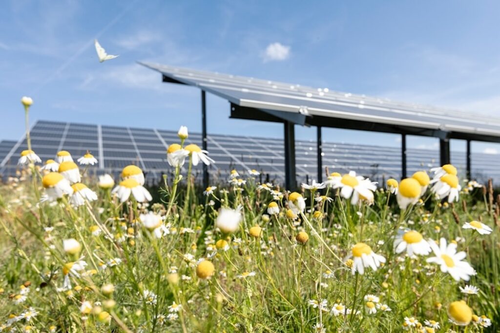 Solarpark, Blumen, Naturschutz, Biotop, Solarpark Weesow-Willmersdorf, Brandenburg, Deutschland, EnBW