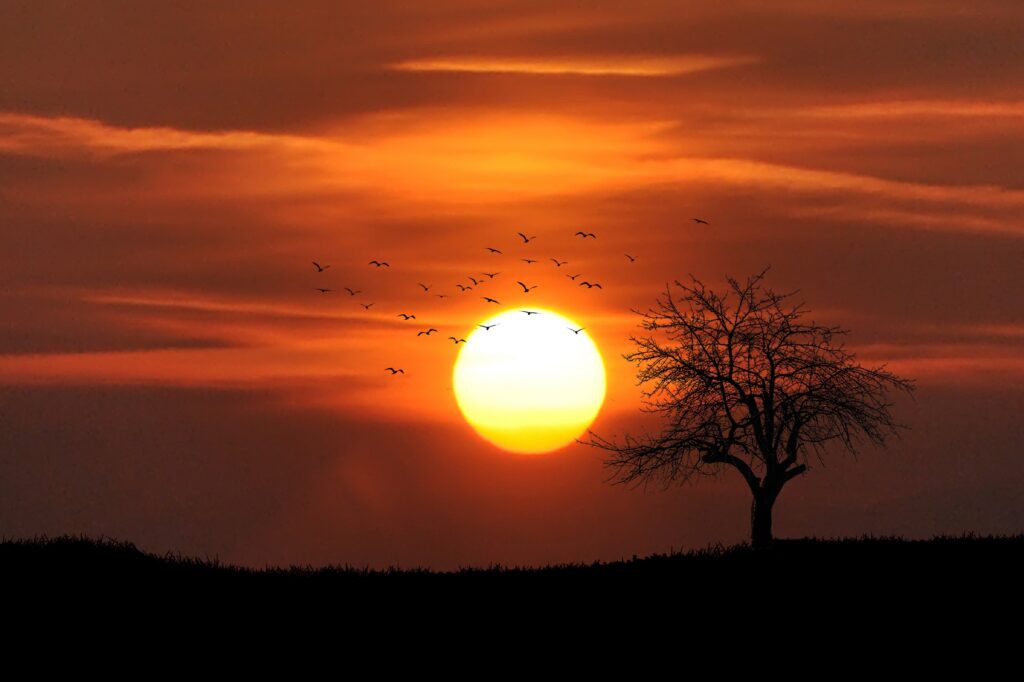 Sonnenuntergang, Baum, Vögel, Pixabay