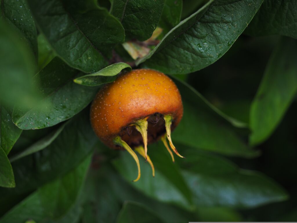 Mispel Frucht am Baum mit Bölätter Orangene Frucht aan grünen Blättern