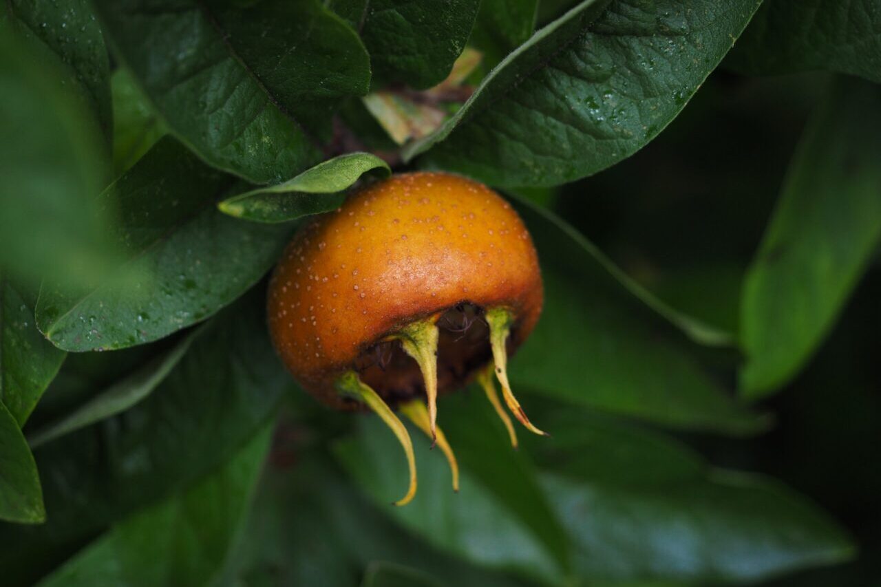 Mispel Frucht am Baum mit Bölätter Orangene Frucht aan grünen Blättern