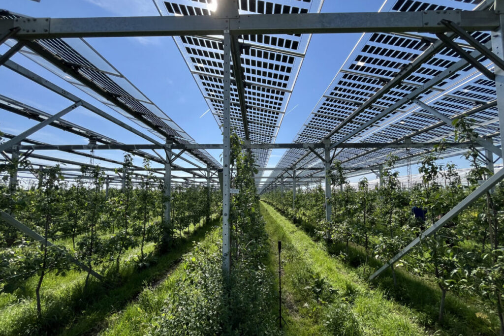 Apfel-Agri-PV-Anlage in Gelsdorf vom Obsthof Nachtwey