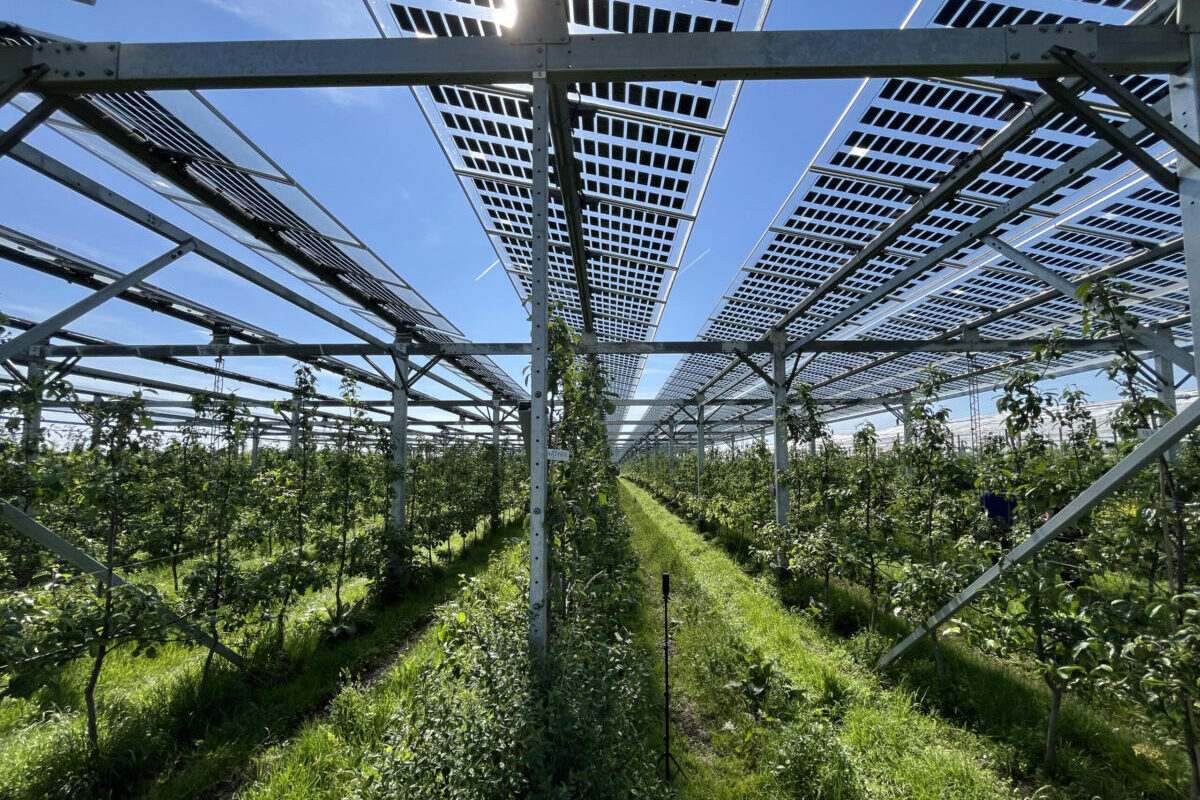 Apfel-Agri-PV-Anlage in Gelsdorf vom Obsthof Nachtwey