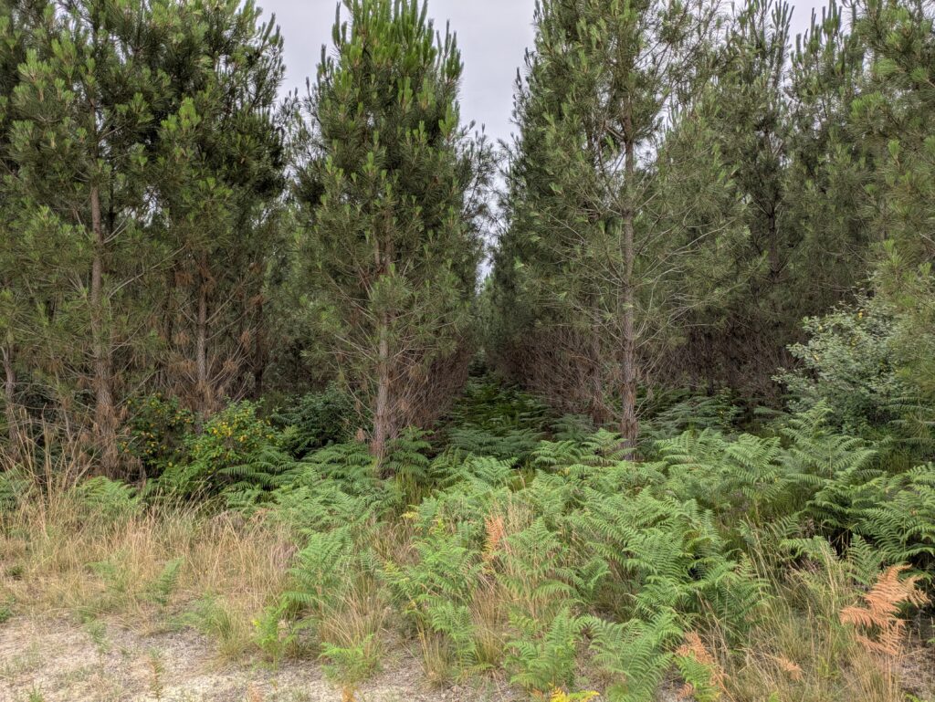 Pinienwälder