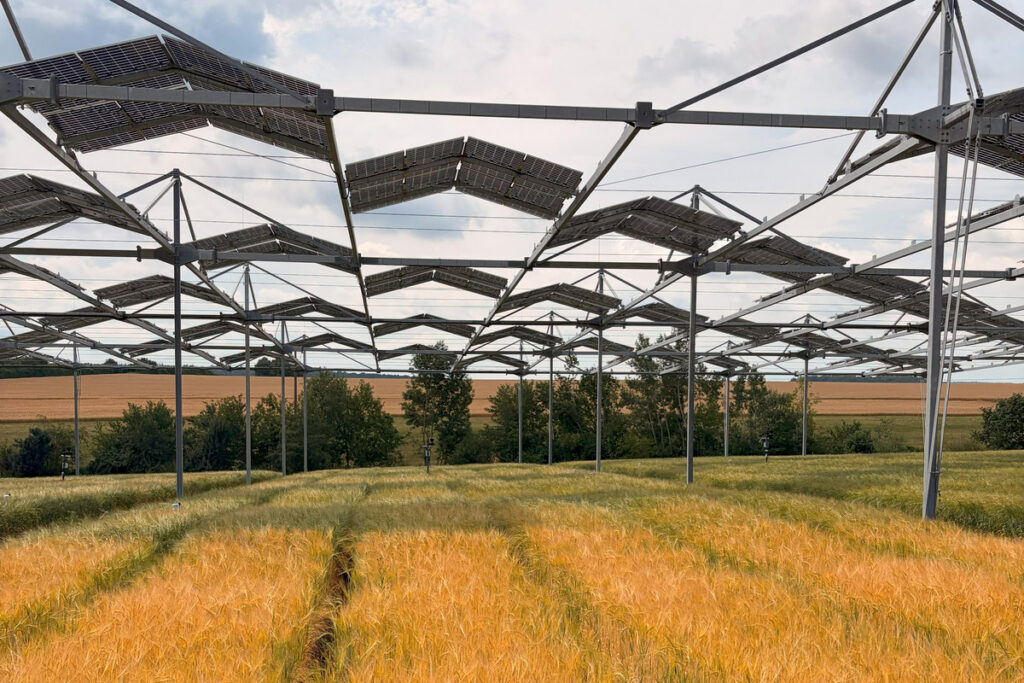 Agri-Photovoltaik:: Ackerpflanzen vertragen Beschattung gut