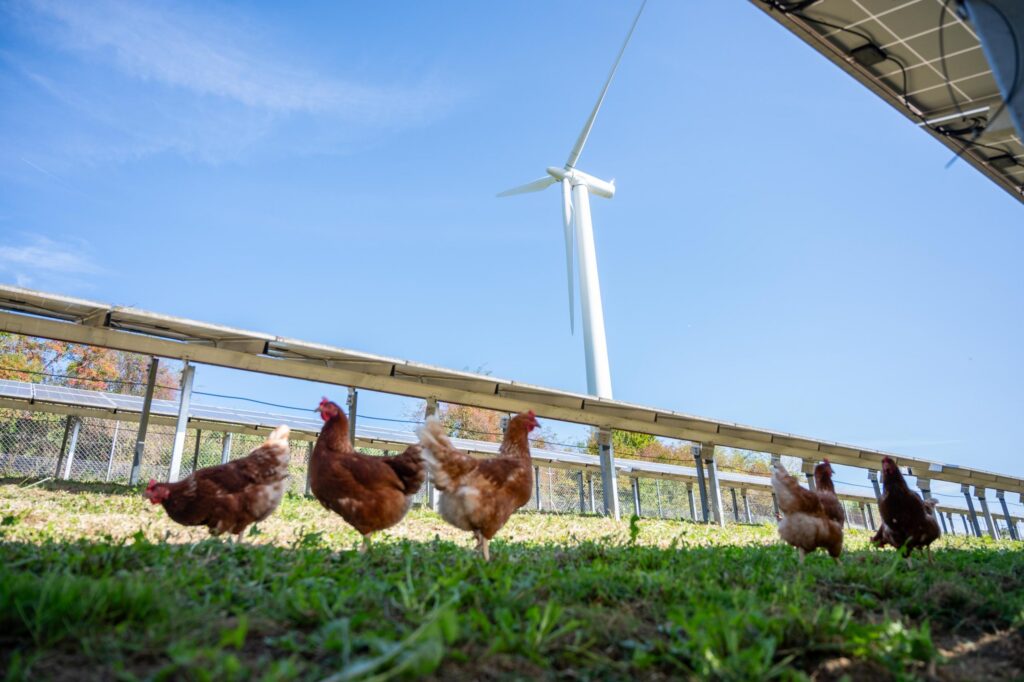 Solarpark, Windrad, Hühner in Österreich