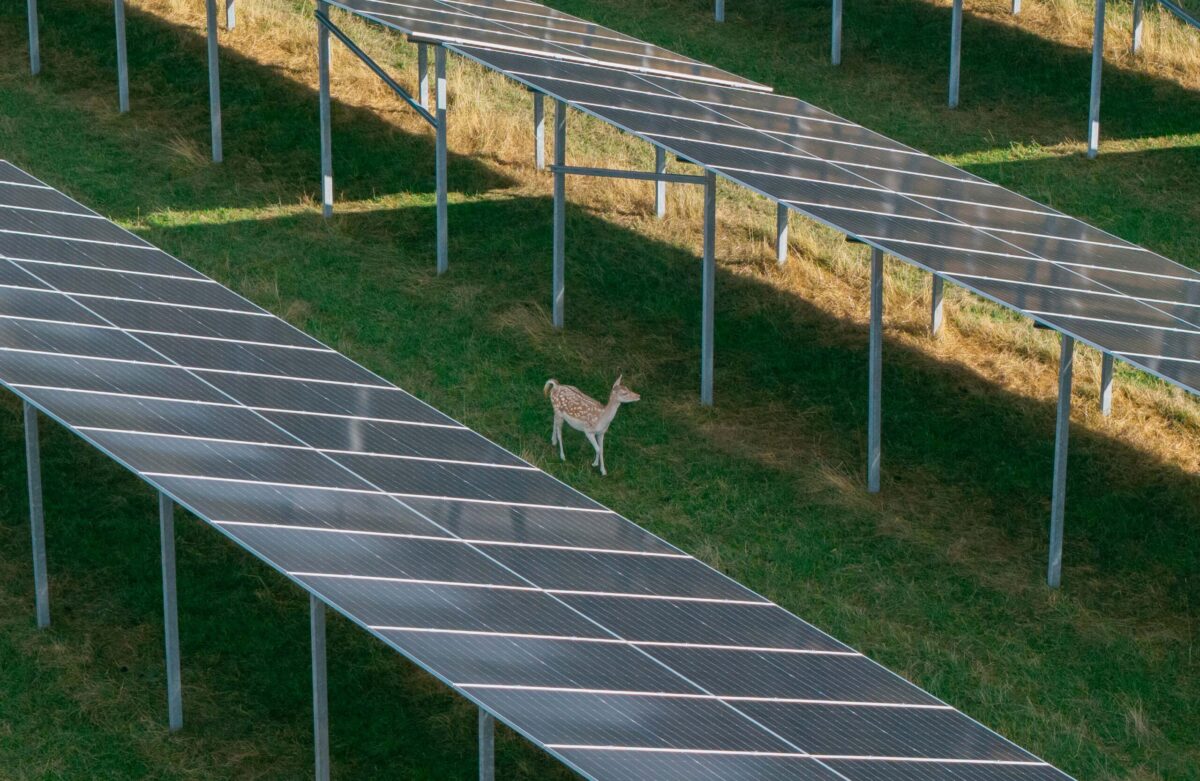 Reh im Solarpark