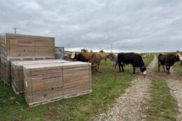 Agri-Photovoltaik-Anlage mit Speicher und Weidehaltung