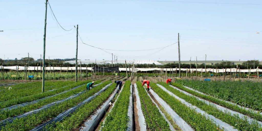 Live Wire Blumenfarm Kenia Ecoligo