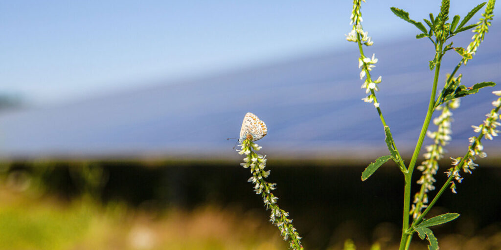 Schmetterling vor einem Solarmodul