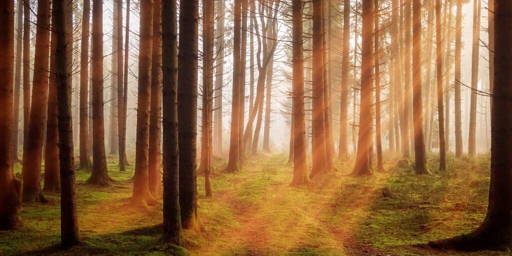 Wald, Sonnenstrahlen, Pixabay