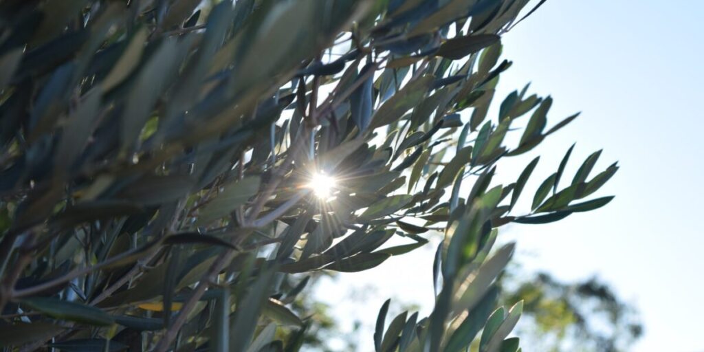 Olivenbaum, Pflanze mit Sonnenstrahlen