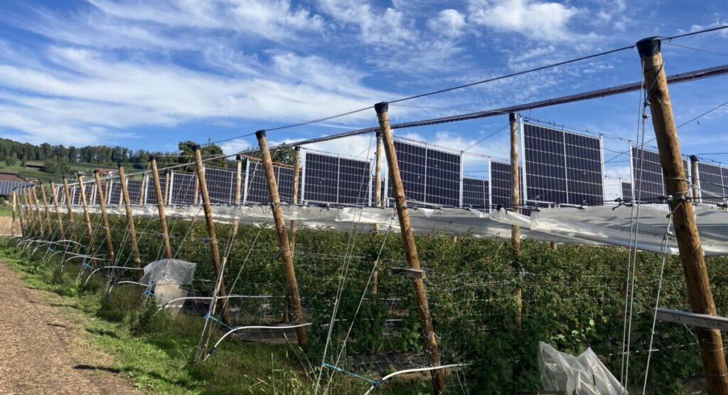 Agrivoltaik, Agri-PV, Pilotanlage in Aesch, Schweiz, Himbeeren, vertikale Module