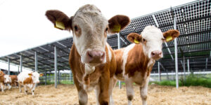 Sunfarming, Agri-Photovoltaik, Kühe