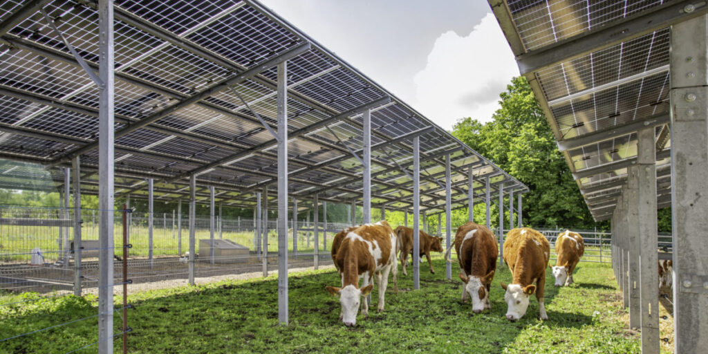 Sunfarming. Agri-Photovoltaik, Rinder