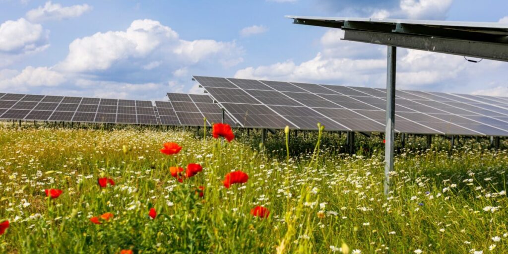 Belectric, Solarpark "Herleshof", 2025, Pflanzen