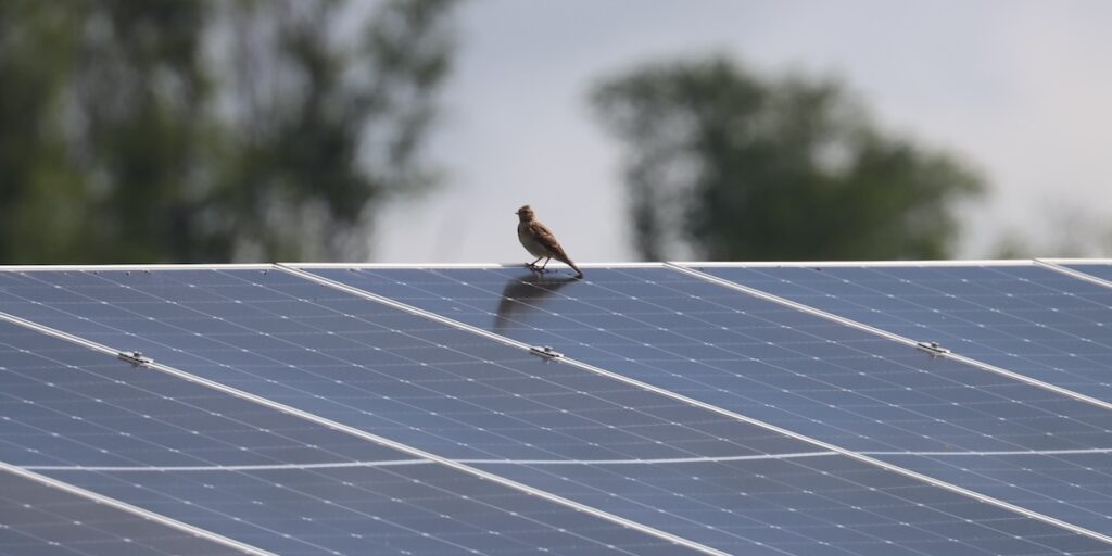 Feldlerche, Vogel, Solarmodul, Freiflächenanlage, Solarpark Kühlsheim