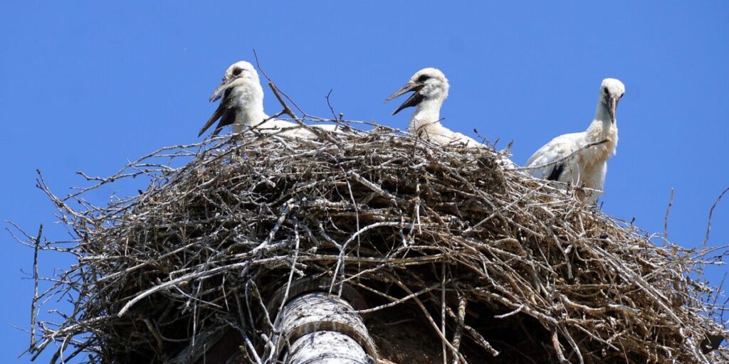 Pixabay, Storchennest