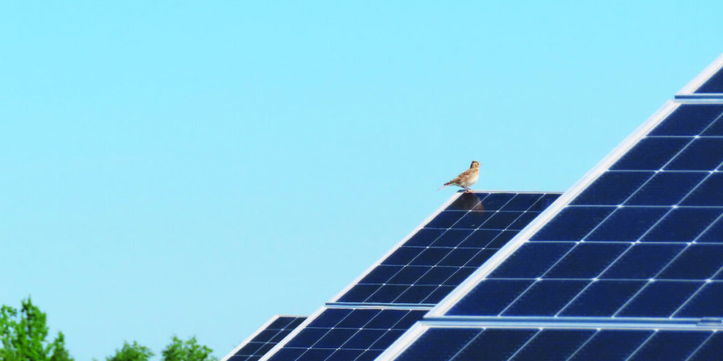 Feldlerche auf einem Solarmodul in Photovoltaik-Anlage von Enerparc