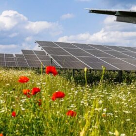 Belectric, Solarpark "Herleshof", 2025, Pflanzen